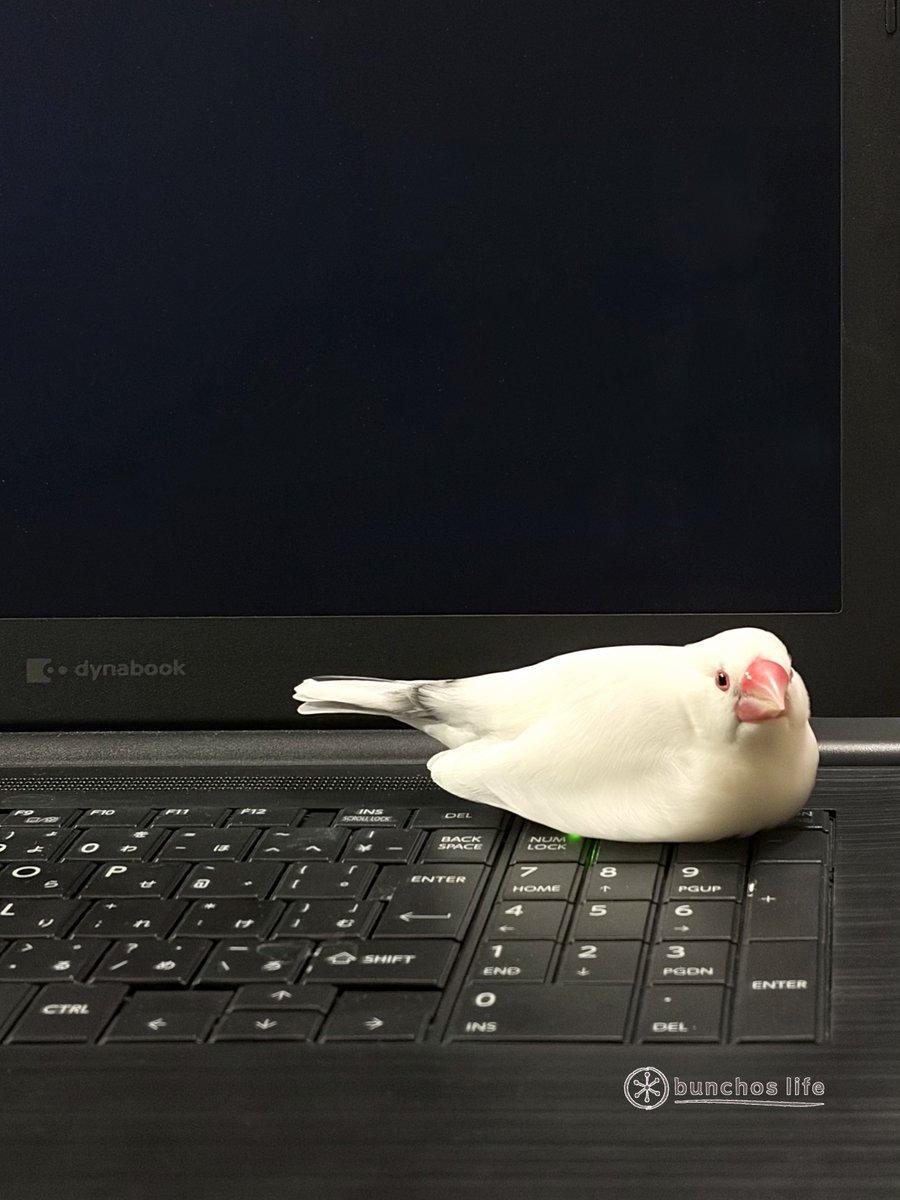 こむぎ🕊️ (@komugi_chan55) / Posts / X