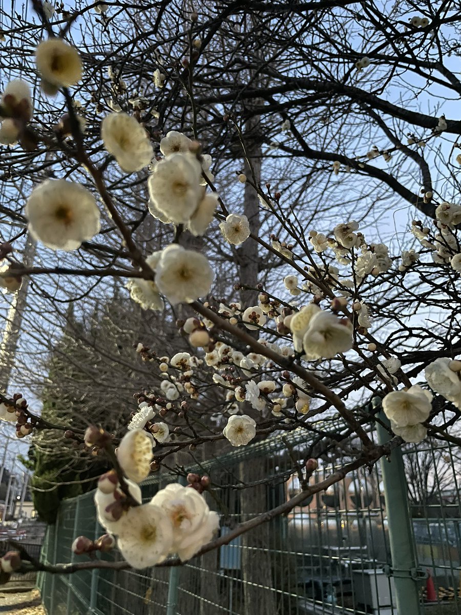 ここの梅は八重だったのか！