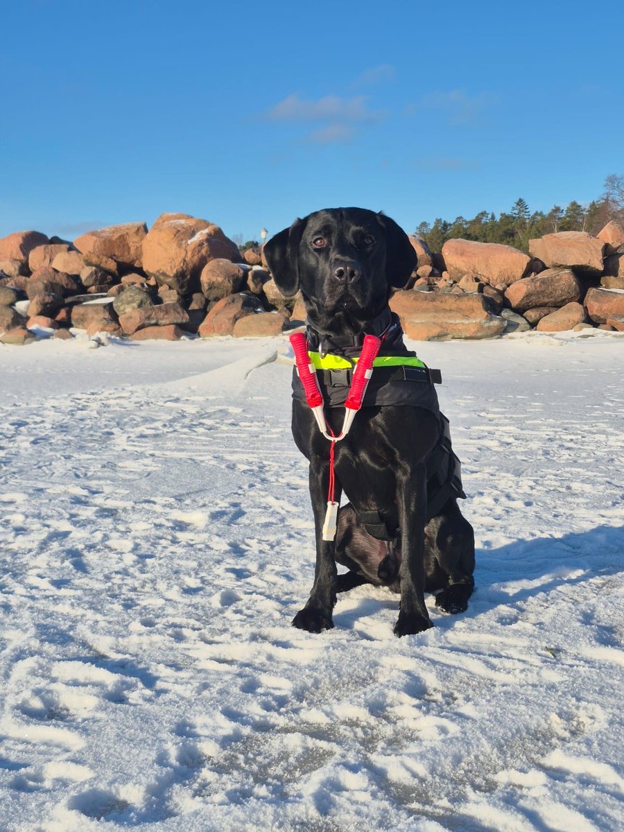 Cosmo har isdubbarn klara för att ge sig ut på isen. Sjöbevakningssektionen rekommenderar att du stannar på land om du inte är rätt utrustad för att ge dig ut på isen och inte känner till området och lokala farliga ställen. #meriraja #gbv #raja