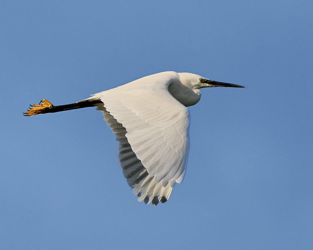 Little Egret.