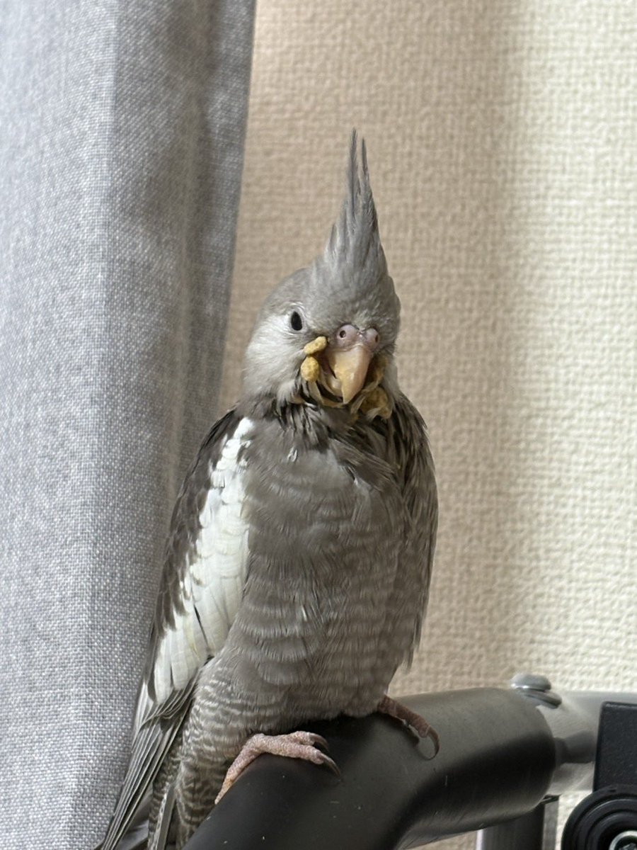迷いインコ