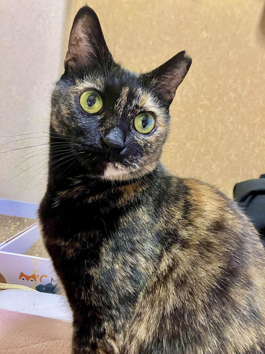 TTomoecarl's tweet photo. ご飯待ち中のおすましビビちゃん
#サビ猫 https://t.co/i59t6ig0v3