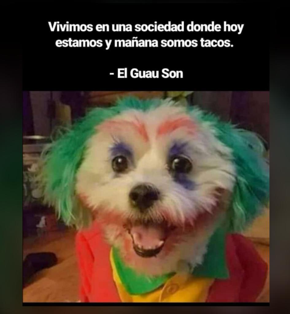 El Guau Son. 🤣🤣🤣