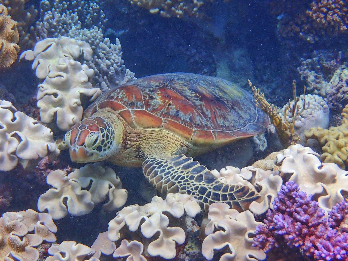 Alex Jordan 🔜 GDC tweet media