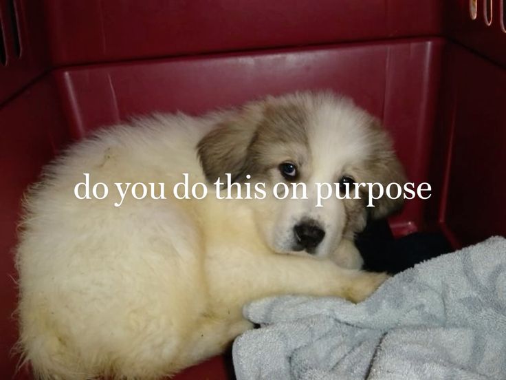 caninepoetry_'s tweet image. 