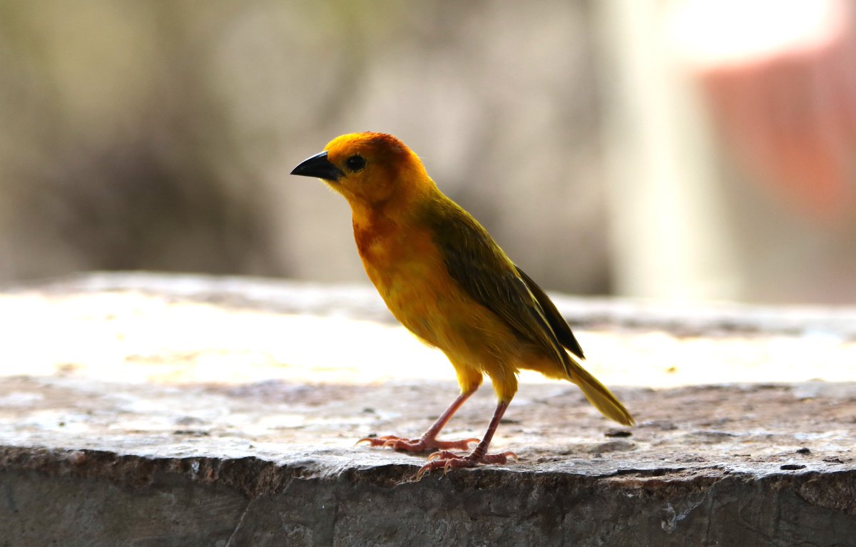 ConQuestbirding's tweet photo. A male Taveta Golden Weaver in Amboseli National Park #BirdsSeenIn2026 #birdphotography #birdwatching #birdseyeview https://t.co/gs4qeNHztZ