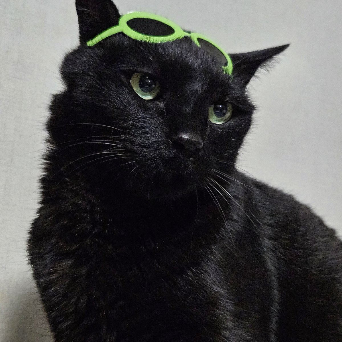 🐈‍⬛🐈‍⬛🐈‍⬛🐈‍⬛🐈‍⬛🐈‍⬛🐈‍⬛
🖤🖤🖤🖤🖤🖤🖤
저의 왕크왕귀 묘르신
깜고를 자랑해봅니다
🖤🖤🖤🖤🖤🖤🖤
🐈‍⬛🐈‍⬛🐈‍⬛🐈‍⬛🐈‍⬛🐈‍⬛🐈‍⬛
