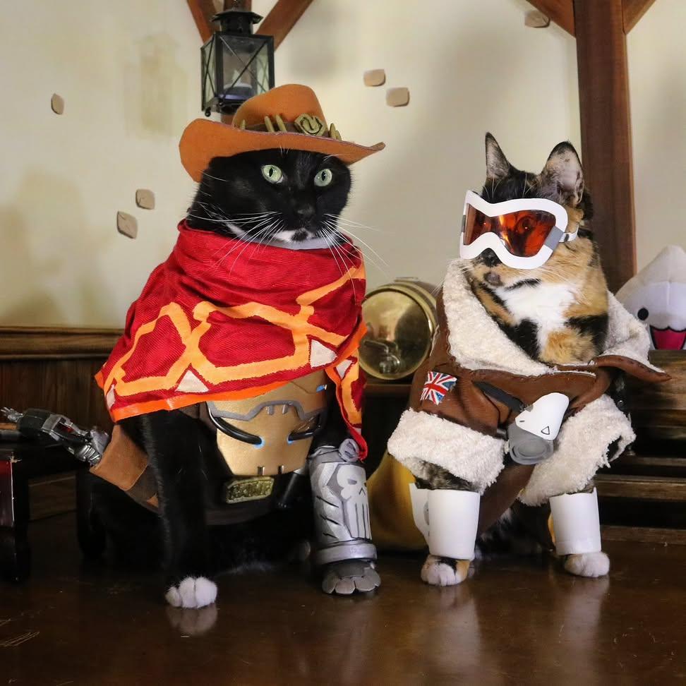 Cat Cosplay tweet media