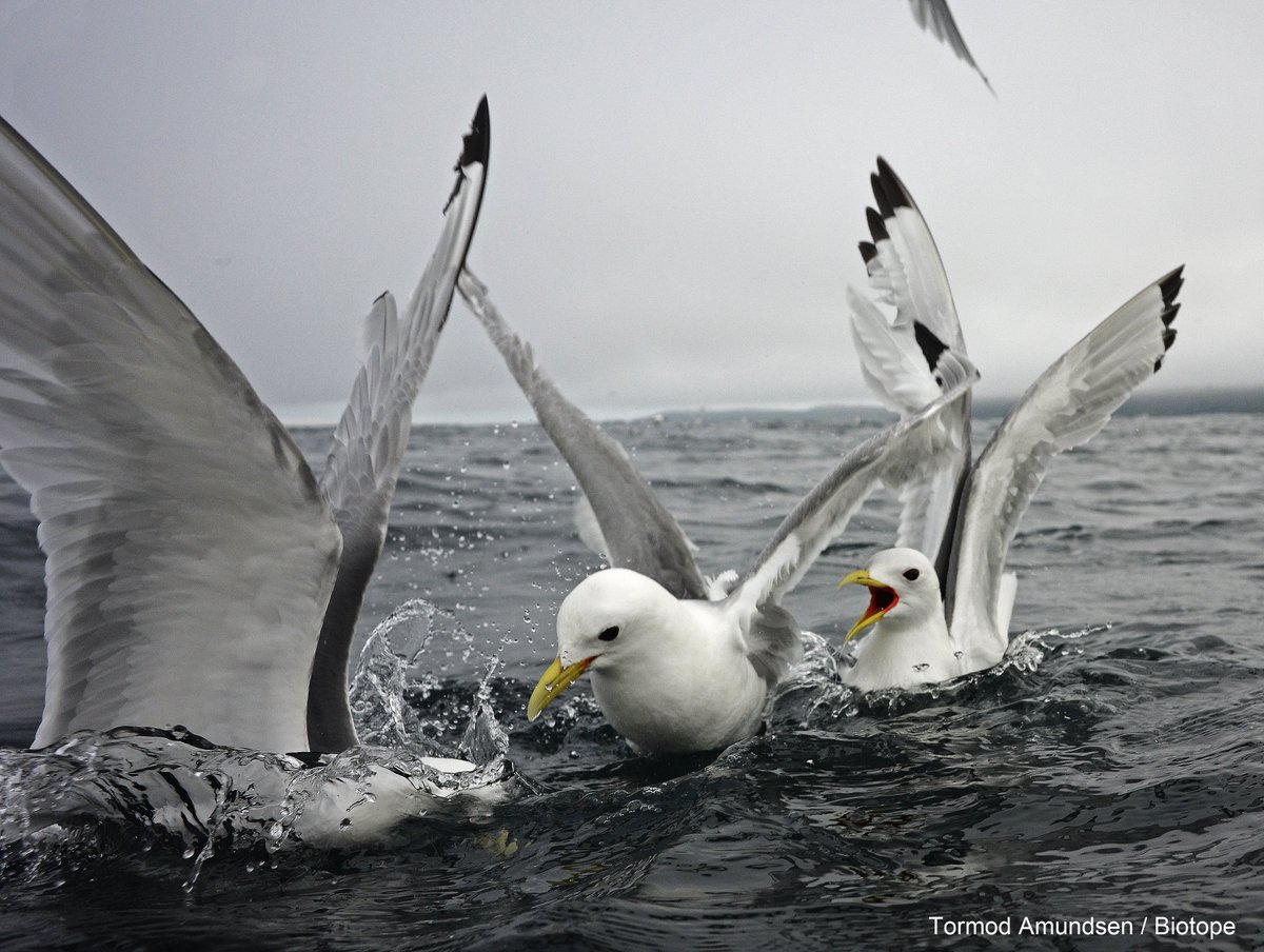 Varanger / Finnmark bird news tweet media