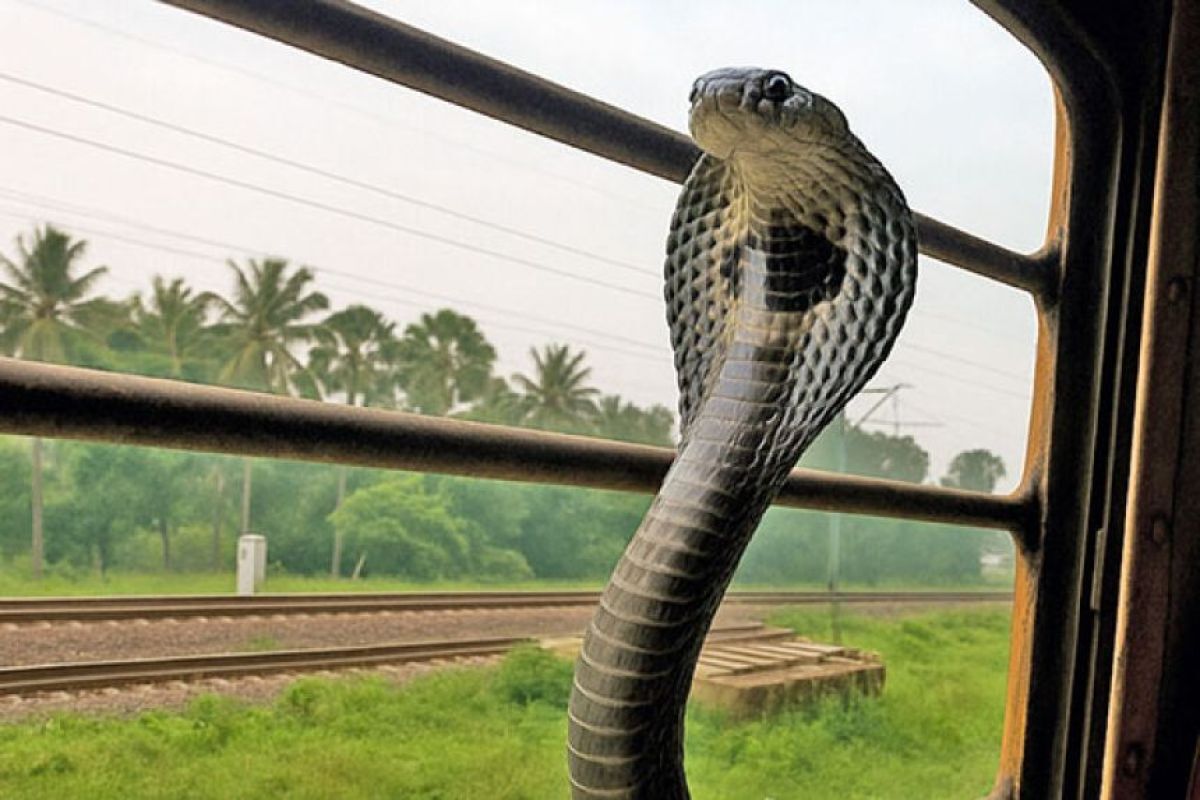 元ゴリラ (@isonozexal) / Posts / X