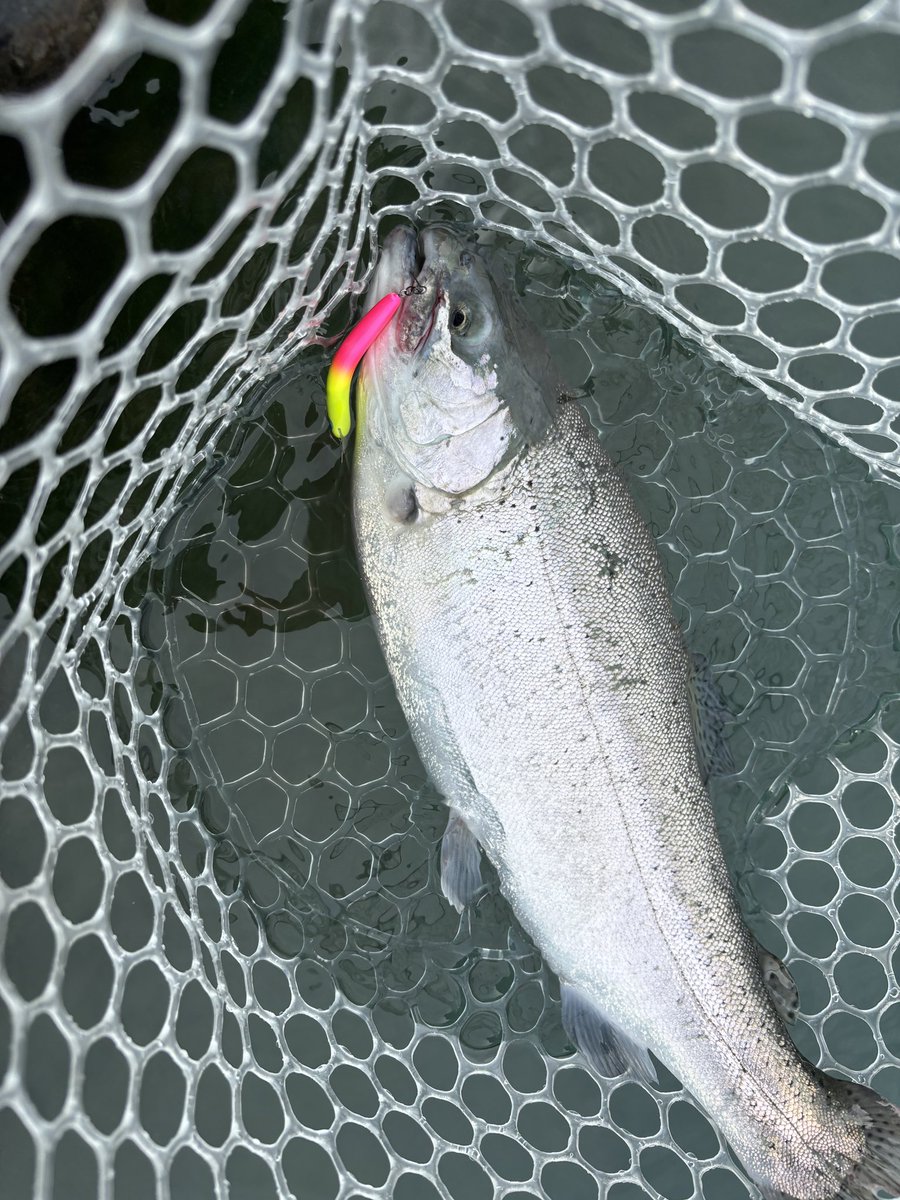 thtackle tweet media