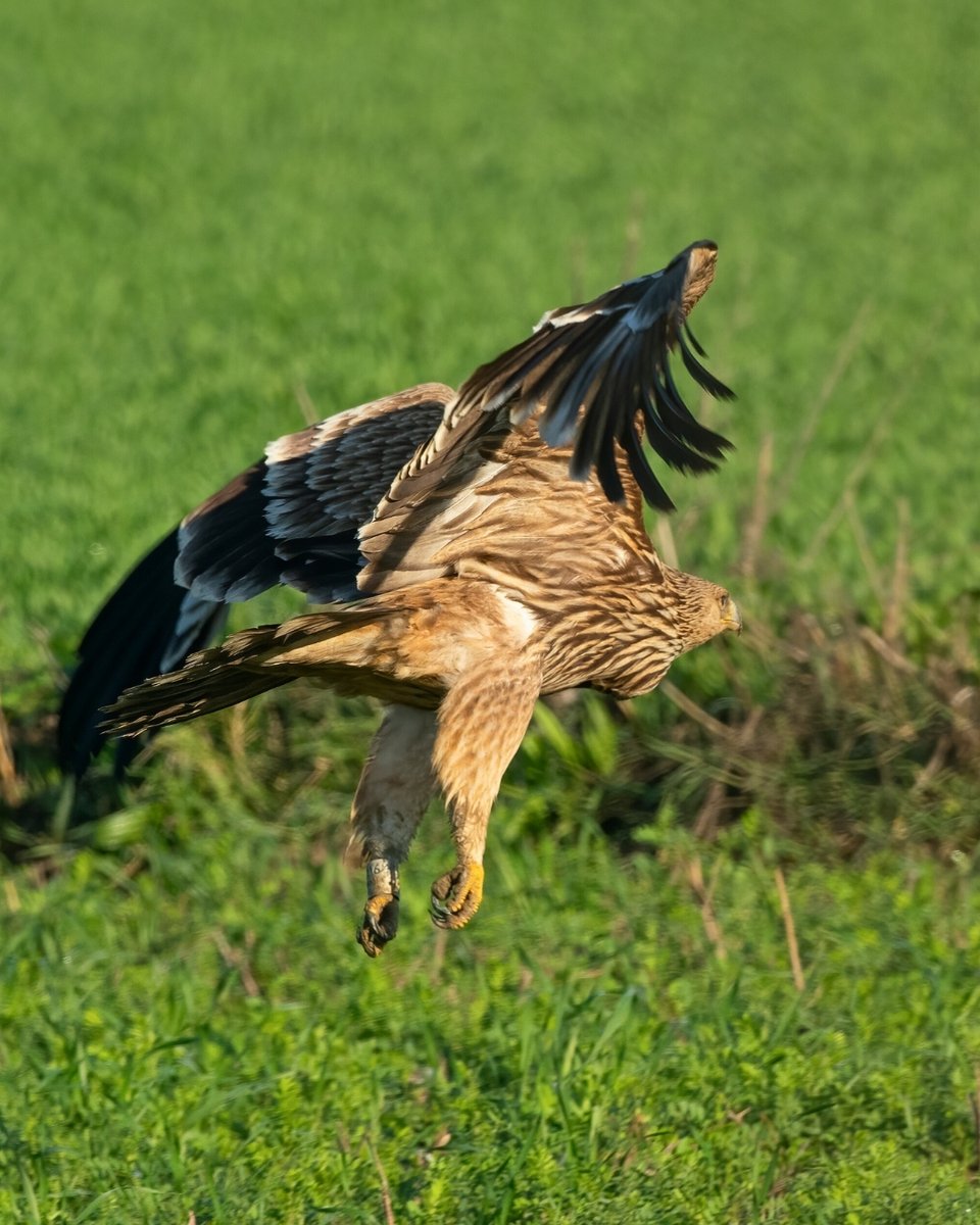 Trakya’da Halkalanan Şah Kartalı 600 Kilometre Kanat Çırptı 🦅

Tekirdağ’da, bir enerji firmasının da destek verdiği proje kapsamında halkalanarak doğaya bırakılan şah kartalı, Aydın’daki Bafa Gölü Havzası’nda görüntülendi.

Yaklaşık 7 ayda gerçekleşen 600 kilometrelik bu