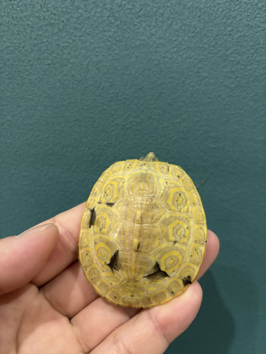 Foster0928rep's tweet photo. ジャパンレプタイルズショーで連れて行くT＋アルビノパラドックスクジャクガメの中でも将来有望そうな個体もちらほら🐢
#JRS名古屋
#Foster https://t.co/uZIOtWTvJ4
