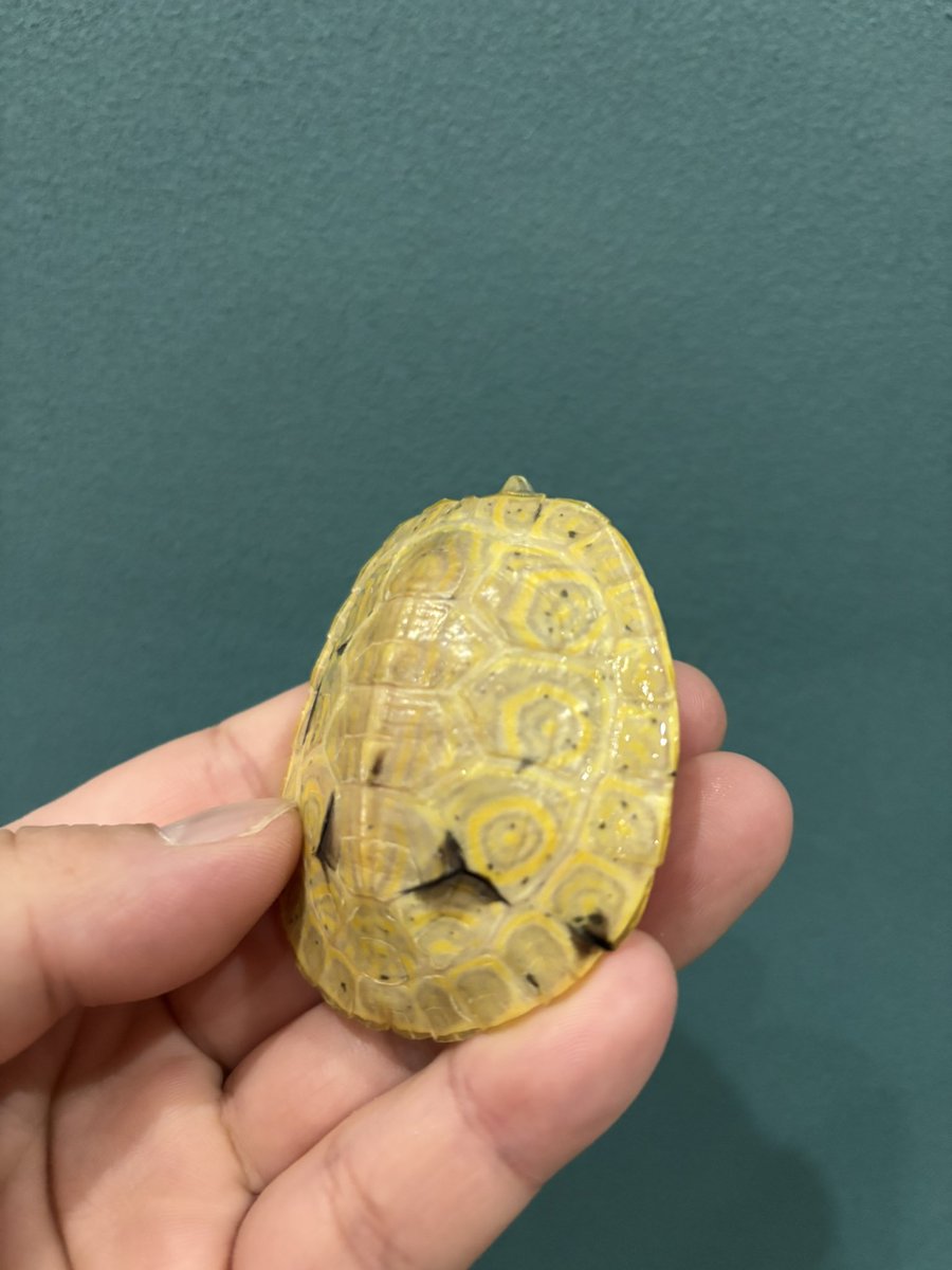 ジャパンレプタイルズショーで連れて行くT＋アルビノパラドックスクジャクガメの中でも将来有望そうな個体もちらほら🐢
#JRS名古屋
#Foster