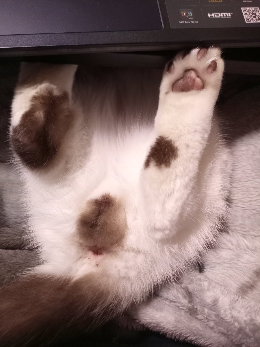 猫屋敷つばめ (@B3bUYjWAgn59108) / Posts / X