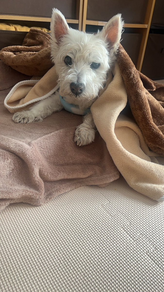 ymc_cheezu's tweet photo. シニア犬17才と生活してますと
ほとんど出かけられないし
お金はたくさんかかるけど

今日も無事💩でたぁ！とか
おしっこしたから
腎臓機能あがってる！とか
ご飯食べてくれて幸せ😆てなるから

毎日小さい事に満たされ続けるか��
毎日ハッピーハッピー

#シニア犬のかわいさ 
#ちーちゃんですけどもっ https://t.co/POOWfjOkTd