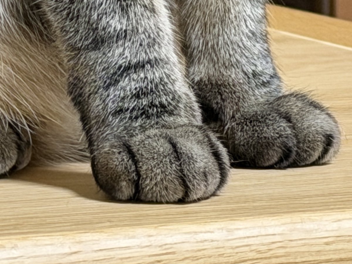 旅猫 (@tabinekocat) / Posts / X