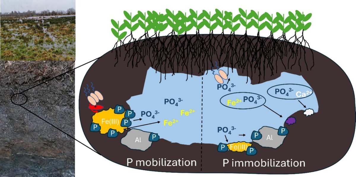 Geoderma - the global #OA journal of soil science tweet media