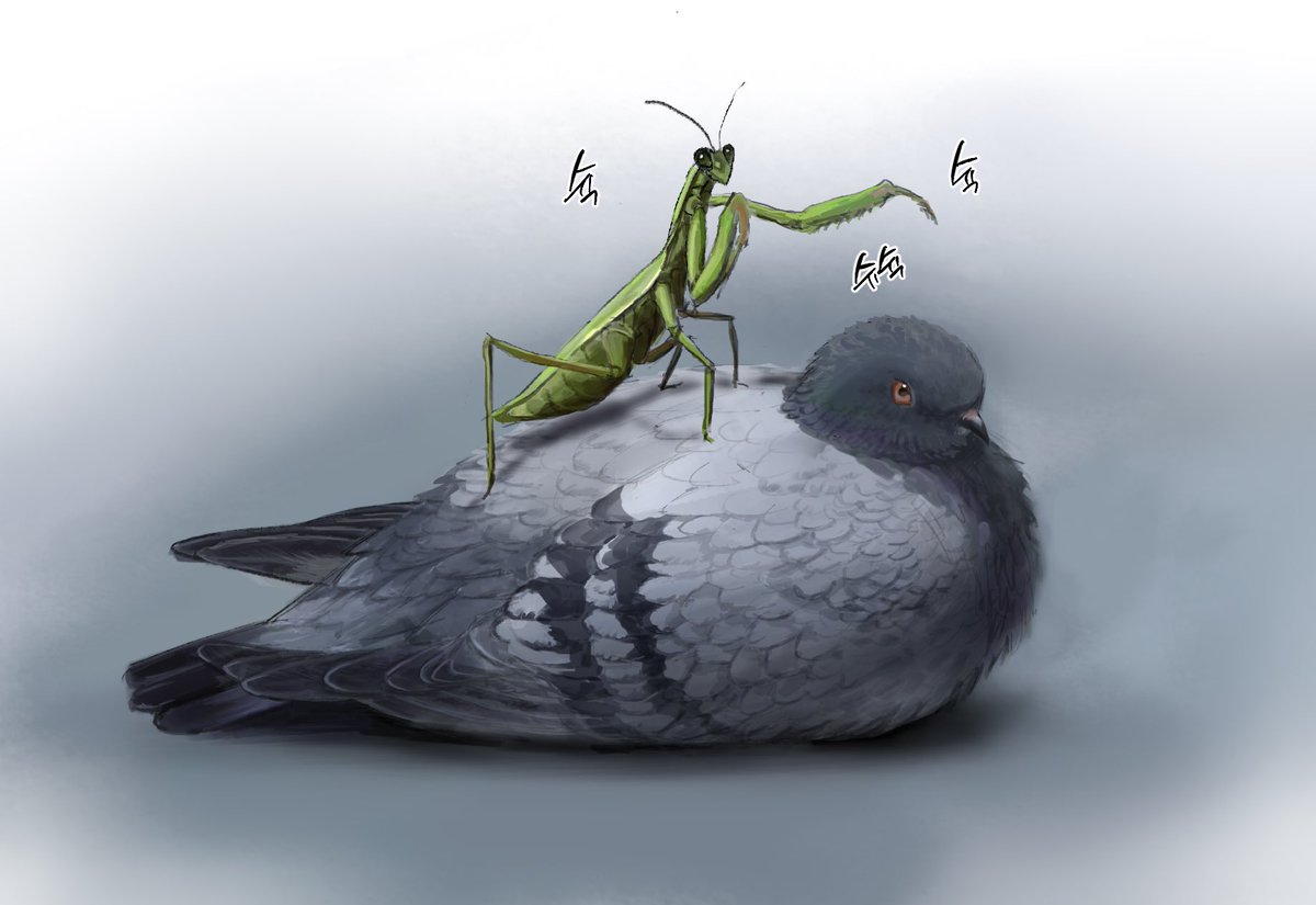 vmncxzo's tweet image. 저힘들때살기힘들어서 비둘기위에 사마귀올라간거 커미션넣은거아시는분