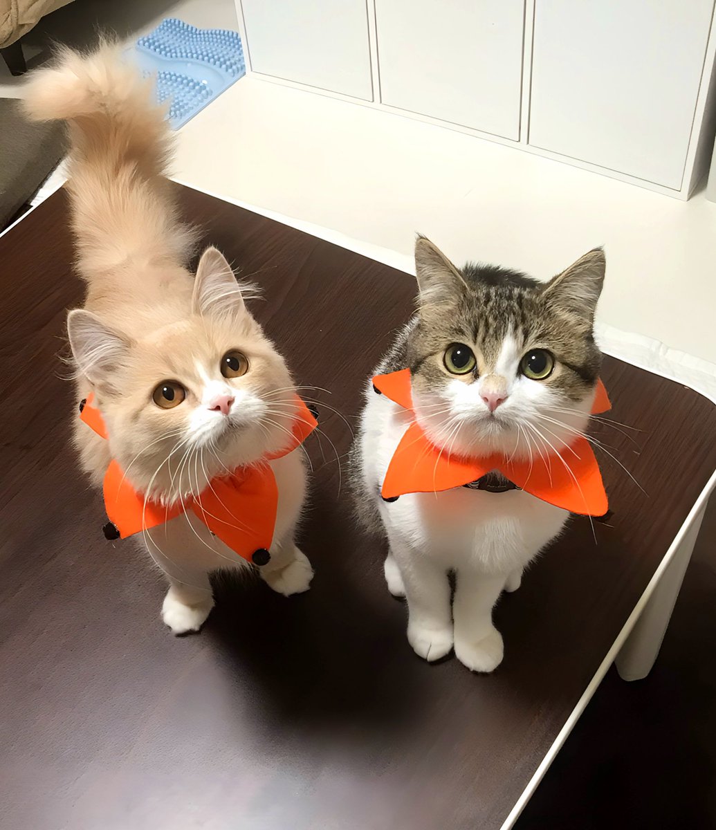 ニコちゃんとこたろう先生とトロとわさび姐さん tweet media