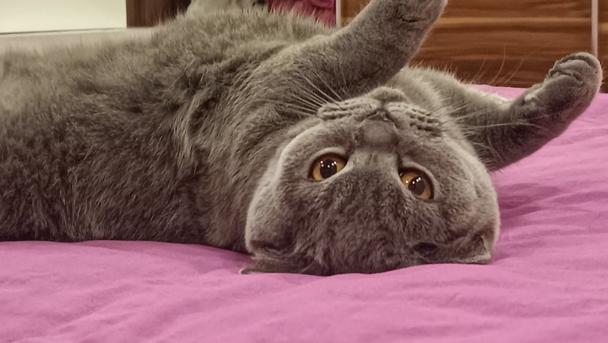 Sınırlarını bilmek nezaket, o sınırları gerektiğinde genişletmek ise cesarettir. Çizgiyi sen çekmiyorsan, sadece o sınırın içindeki bir dekorsun.
Sınırları sadece başkaları için geçerliymiş gibi yaşamak ise tam bir kedi asaletidir 😻
#günaydın
#perşembe