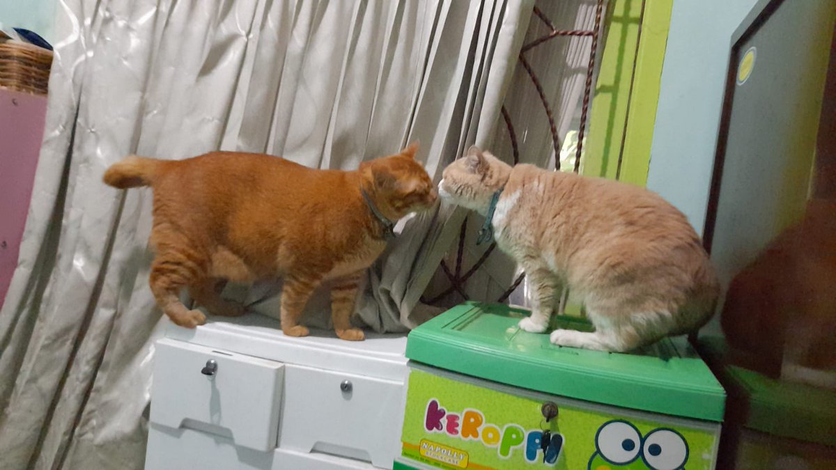 GUYSSS AKU DICIUM JANDAAAAA