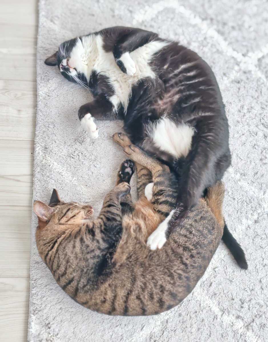 shimabuchiimoni's tweet photo. 動物モードで撮らさった写真がほんわかして良い
#ハチワレ #キジトラ #猫のいる暮らし https://t.co/dUugpfAiIQ