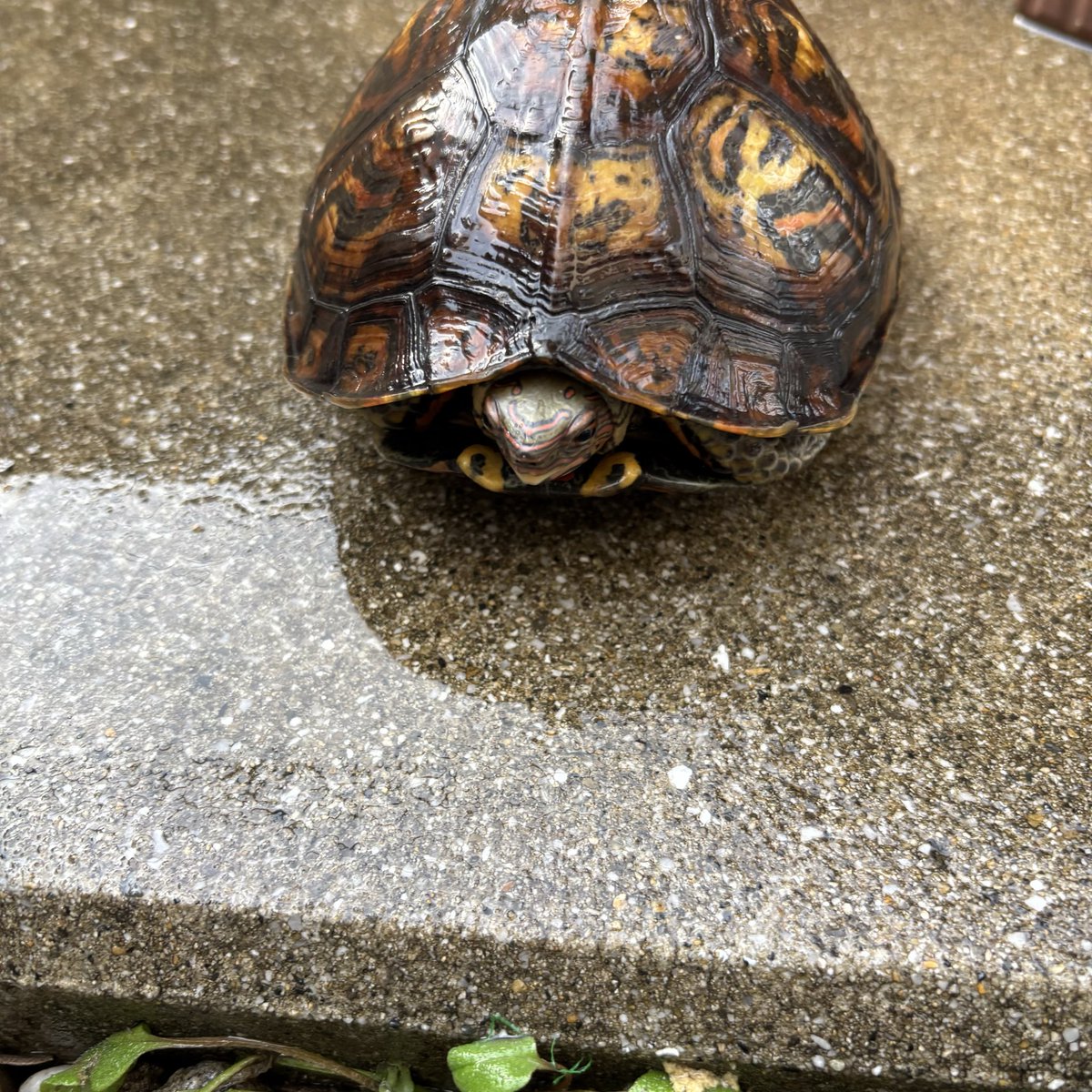 亀との暮らし tweet media