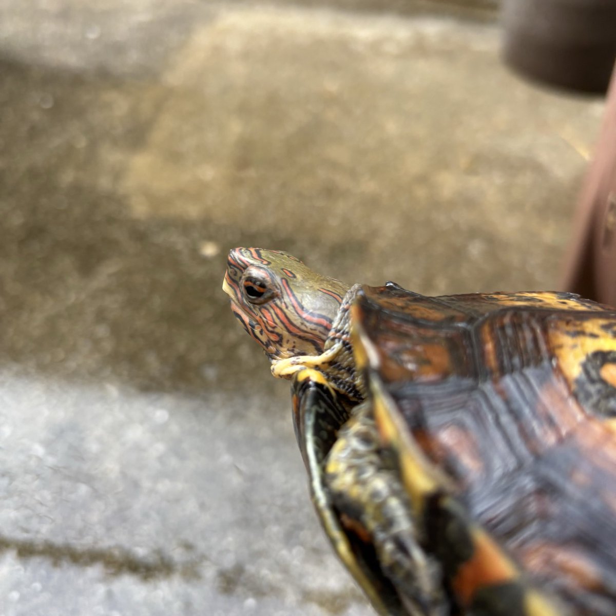 亀との暮らし tweet media