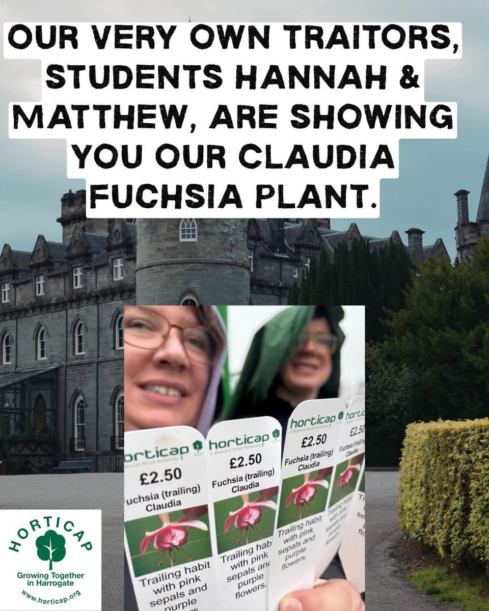 Horticap's tweet image. We've got some lovely trailing fuchsias called Claudia, and in honour of Ms Winkleman, students Hannah and Matthew became traitors. horticap.org #Harrogate #charity #learningdisabilities #horticulture #thetraitors @claudiawinkle