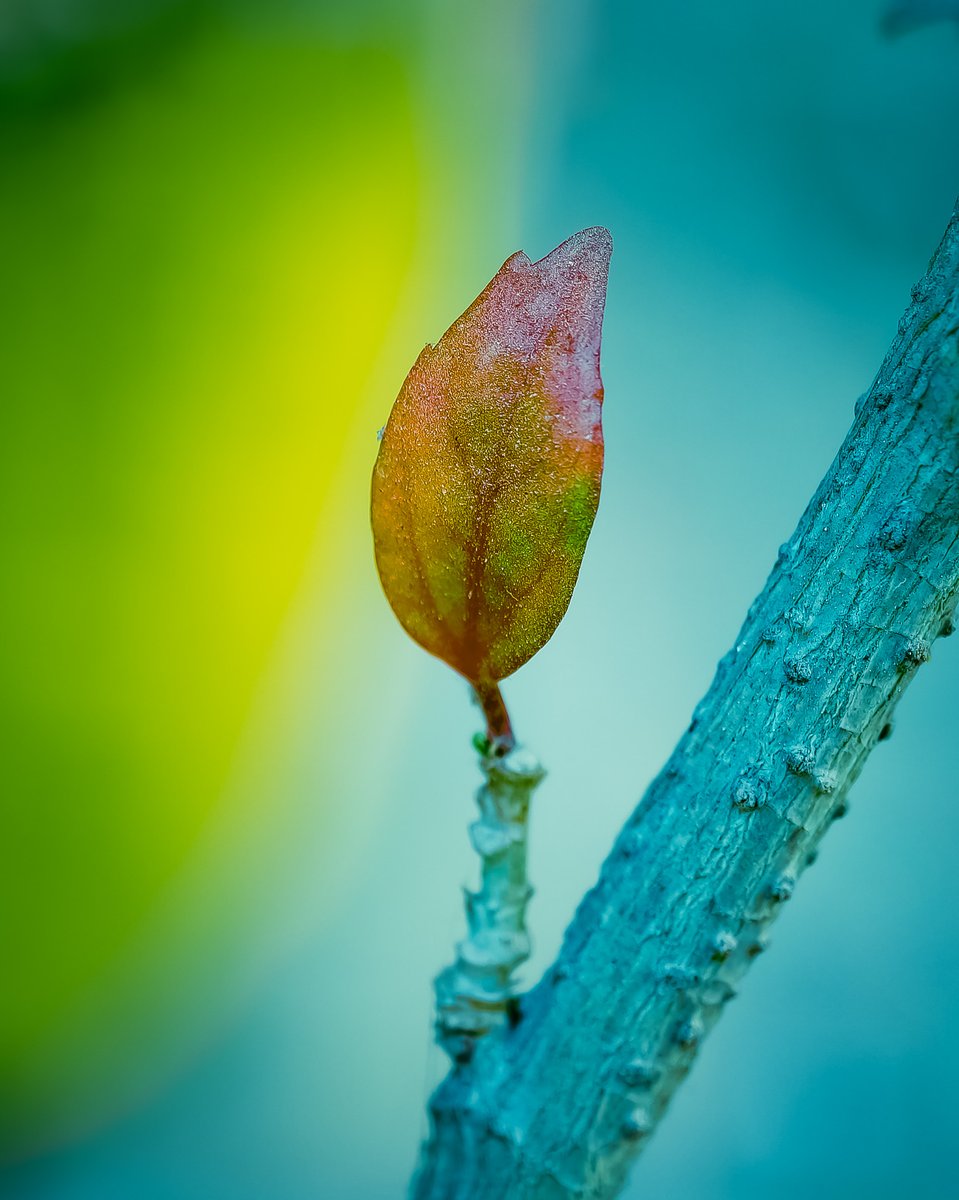 mskhirwar's tweet image. Everything comes to you at the right time. 
Be optimistic!! 🌿🧡🌿

#theme_pic_India_leaves #Treeclub #Treelove