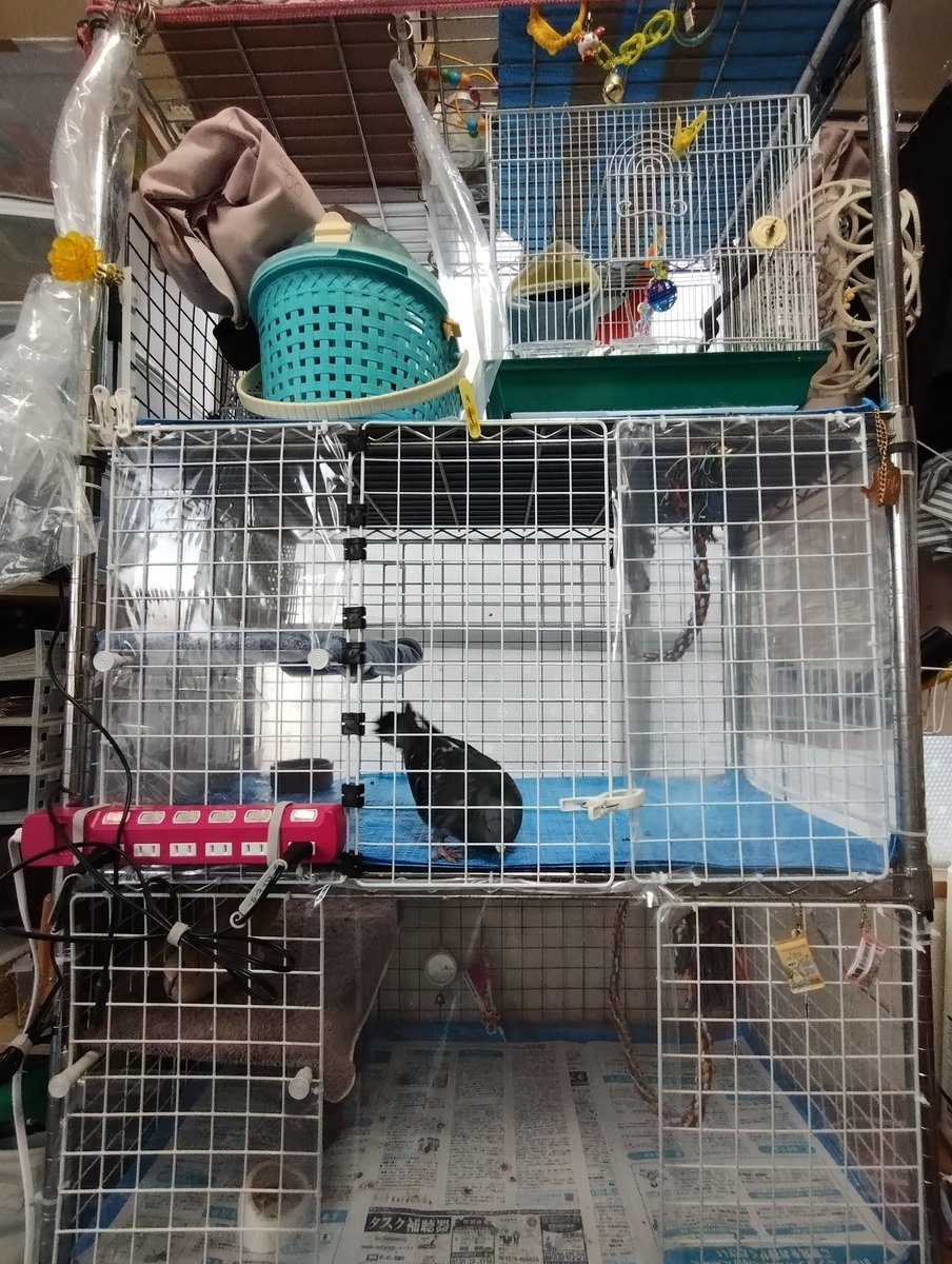 スミトお引っ越し完了！
本人が慣れるまで時間かかるかもなぁ
#鳩