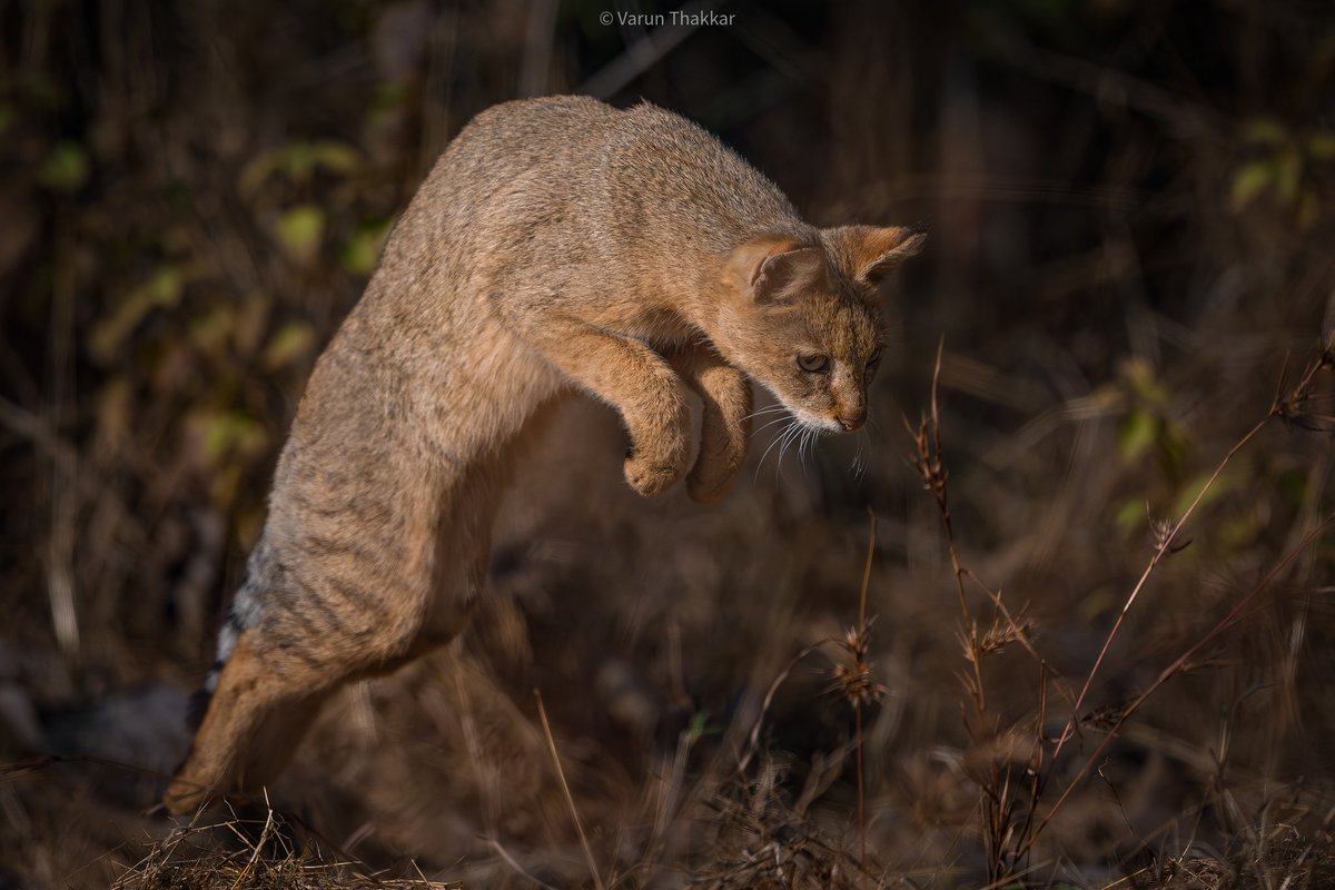 varunthakkar156's tweet image. A hunting jungle cat 🐈 
#Jungle