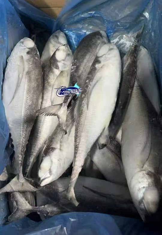 CCaharbor's tweet photo. ✅Frozen Horse Mackerel
-Size: 300-500
 🥂Welcome to inquire
-Email: sales03@caharbor.com
-WhatsApp/Wechat: +86 17350998197
#frozensupplier #frozenseafood #frozenfish #hardtailscad #hardtailhorsemackerel #megalaspiscordyla https://t.co/uCK8SDxTew