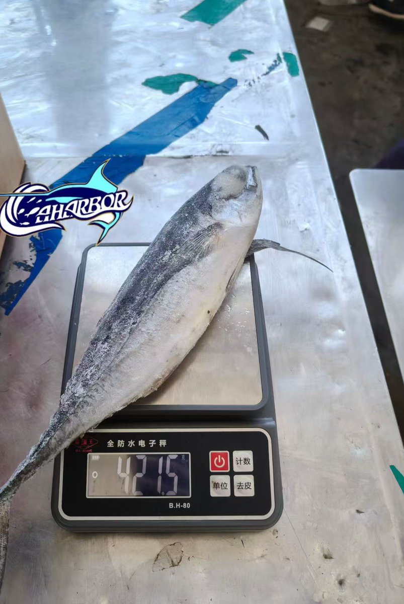 CCaharbor's tweet photo. ✅Frozen Horse Mackerel
-Size: 300-500
 🥂Welcome to inquire
-Email: sales03@caharbor.com
-WhatsApp/Wechat: +86 17350998197
#frozensupplier #frozenseafood #frozenfish #hardtailscad #hardtailhorsemackerel #megalaspiscordyla https://t.co/uCK8SDxTew