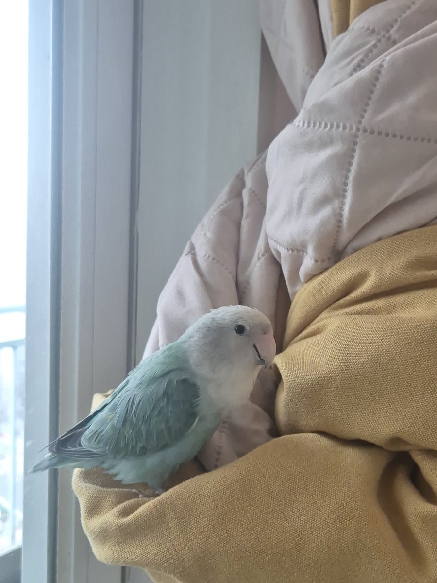 요즘 맨날 커텐에 들어가려해서 커텐을 묶어놨더니 묶어놓은 것에도 들어감. 요즘 커텐에 들어가느라 나한테는 오지도 않음😭