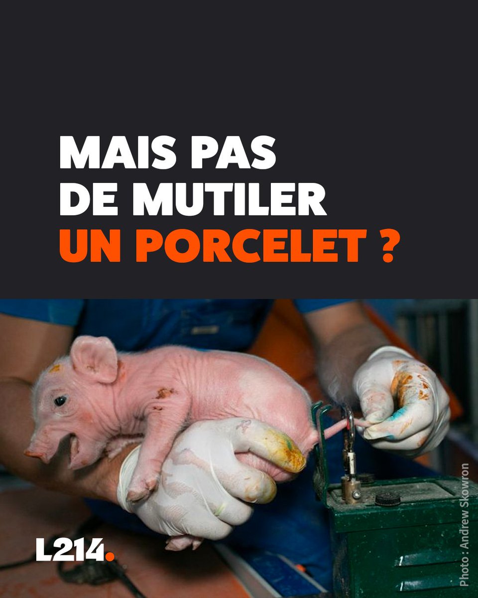 Mutiler un chiot? 🤬❌
Mutiler un porcelet? 🫣👍

Vous aussi, vous en avez marre de l'hypocrisie des politiques sur la condition animale?
Alors interpellez vos députés en 2 clics pour qu'ils s'engagent à changer ce système 👉 bit.ly/sds-deputes