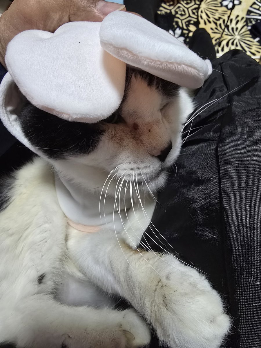 ちょろっとちょろ ちょろさん 初お洋服でうさにへんしーん てか ウチの