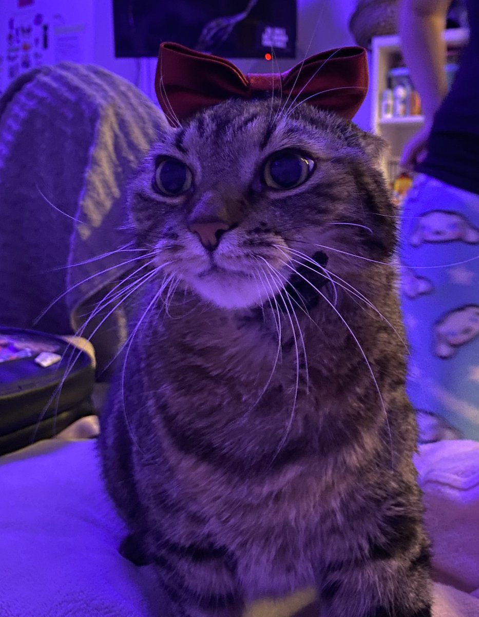 dumthea's tweet photo. My cat miso has gone thru surgery about a week ago and the bill was 7000$, I know literally nobody will see this post but if anybody could like this post or even donate at my moms gofundme for miso that would make my year, thank you. 

https://t.co/hVuFq0xiLz https://t.co/cYEe1R2CpL