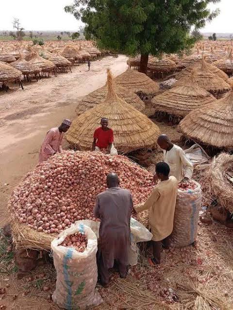 RetsonTedheke01's tweet photo. WHEN IGNORANCE SPEAKS, Most times just Ignore and Move on! Nigeria Farmers Don't Hoard!

Nigeria Farmers have been preserving and Storing their excess harvest for the Raining days since our Great Grand Parents and Grand Parents who are Our Ancestors where farmers.

The Nigeria Farmers have Never Really Waited on Government Until President Muhammadu Buhari and Like I have discussed with Nurudeen Toba Tiamiyu Severally, PMB Interventions Favoured Politicians and Banker More than Real Farmers. 

The Conditionalities of Those Loans and support Means than Less than 20% of all Smallholder Farmers and about 10% of Commercial Farmers got Support Under PMB. 

Now compared to Thailand that Spends N3trillion supporting Rice Farmers annually, Vietnam that spends about N10trillion Supporting Farmers Annually, Indonesia that spends over N8trillion making Fertilizer available for Farmers annually etc. We are not Talking about the $50billion for US Farmers annually, The 400billion Euros available to EU Farmers every 5 years and the $370billion available for the Chinese Farmers annually.

This is why I have always advised Nigerians be careful before heading into Agribusiness. No Allow our Fine Pictures deceive you. When you see the lovely fish from Ade Damola, you will believe the Farmer are at peace. Please come and have that peace.

Keep Blaming Nigeria Farmers, but we will not stop preserving or storing our excess until Prices are Right. Farmers have only sold because we have been challenged primarily with Government Policies, We will return to what works. When you refuse supporting the Farmers, the farmers will take in their loses and do what works for them. 

Nigeria Farmers must cultivate to Feed First, Store Second, Survival Third and Every other thing in-between before thinking of Nigeria and Nigerians. But, Ultimately Nigeria Must Farm for Nigeria to Work!
