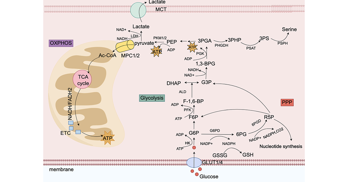 GenesNDiseases's tweet photo. This review shows how #MetabolicReprogramming drives #ColorectalCancer initiation, progression, resistance & recurrence, detailing #TumorMicroenvironment crosstalk and signaling, while highlighting metabolic #biomarkers for diagnosis. @sjtu1896
#OpenAccess: https://t.co/fvUyfRP663