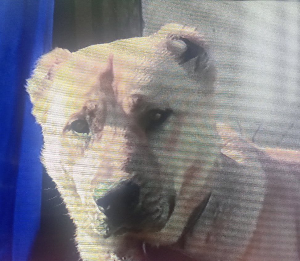 guclusinemm's tweet image. Depremde kıyafetlerinden çekerek okula doğru götüren çilek köpek bizim kahramanımız yol göstericimiz oldu  canımızı kurtaran önce Allah sonra o köpektir dediler . Çilek 3 kişilik ailenin hayatını kurtarmıştı . Depremin kahramanı olan hayvanları da unutmadık 

 #6subat2023