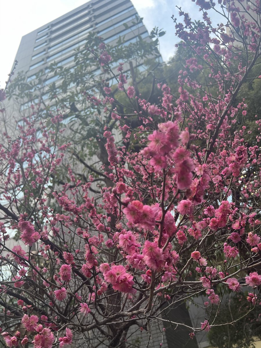 すぐ春になりそうだな。

化研マテリアル本社にてこれから定例。