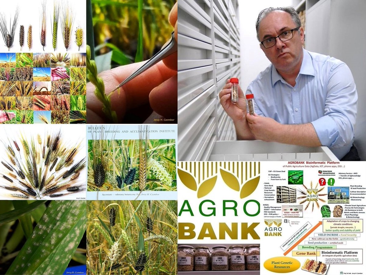 CzemborH's tweet photo. 📈Research: 1992-2026 ...🧑🎓🌾🧬
✅ #plantgeneticresources for #plantbreeding.
✅ #barley diversity in #prebreeding for #resistance
to #powderymildew and #rust
➡️ #IHAR-PIB #Radzików, #MRiRW
#genebank #Genomics #NGTs
#prebreeding #plantpathology
➡️ #agrobank #gospostrateg #NCBR https://t.co/f3id6e7K6R