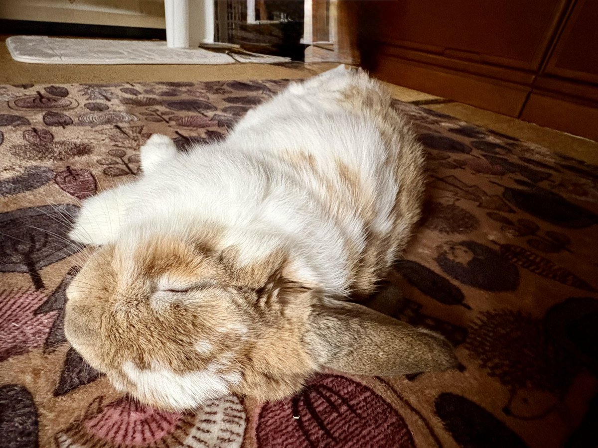 家に帰るとうさぎが落ちてる幸せ
#うさぎ　#ホーランドロップ