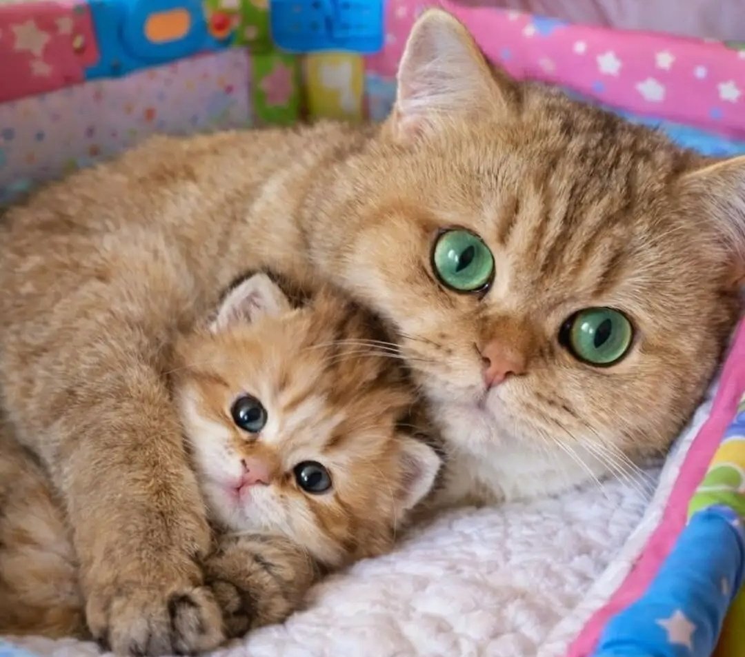 Cat Corner. 🐈 tweet media