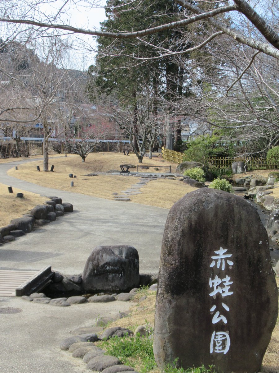 izushikankou's tweet photo. #赤蛙公園 の梅は、５分咲き程度？
ベンチがいくつもあるので、日向ぼっこしながらのお花見がおススメ🤭
スイセンもきれいに咲いていましたよ！
４月には桜が咲き、５月にはホタルが飛ぶ、自然豊かな公園🐸
修善寺散策のついでにぜひ👣
（2026.2.5撮影📸）

https://t.co/cFu0nd3EPM

#伊豆市 #修善寺 https://t.co/J8e796bY61