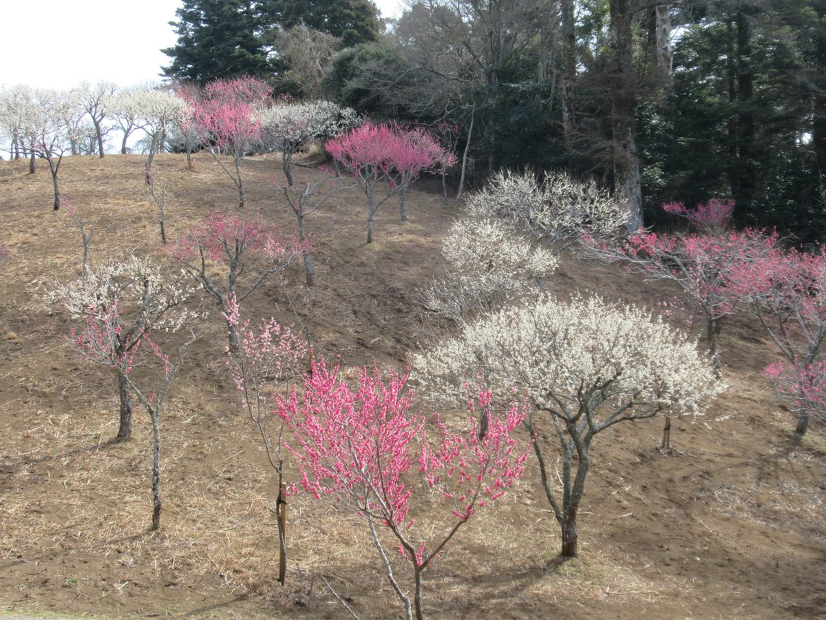 izushikankou's tweet photo. 【#修善寺梅林 が見頃！】
例年より開花が早めですが、２月中は楽しめそうです🌸
今日は富士山も顔を出してくれました🤭
梅林内の句碑を巡る文学散歩もおすすめです。
なんと入園無料！
お気軽にお越しください✨
（2026.2.5撮影📸）

https://t.co/911UpuoMaT

#伊豆市 #修善寺 #お花見 #伊豆旅行 https://t.co/Ux2rZG6lpN