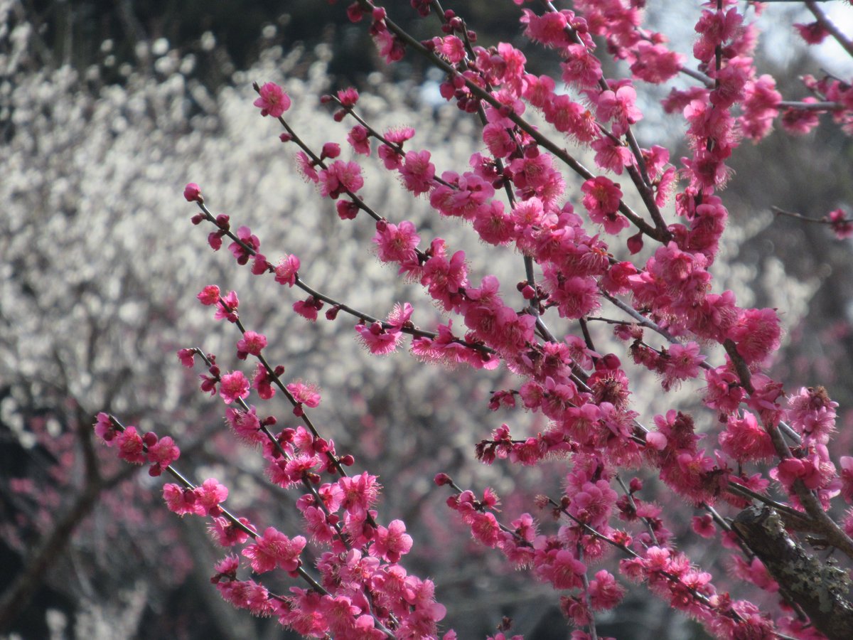 izushikankou's tweet photo. 【#修善寺梅林 が見頃！】
例年より開花が早めですが、２月中は楽しめそうです🌸
今日は富士山も顔を出してくれました🤭
梅林内の句碑を巡る文学散歩もおすすめです。
なんと入園無料！
お気軽にお越しください✨
（2026.2.5撮影📸）

https://t.co/911UpuoMaT

#伊豆市 #修善寺 #お花見 #伊豆旅行 https://t.co/Ux2rZG6lpN