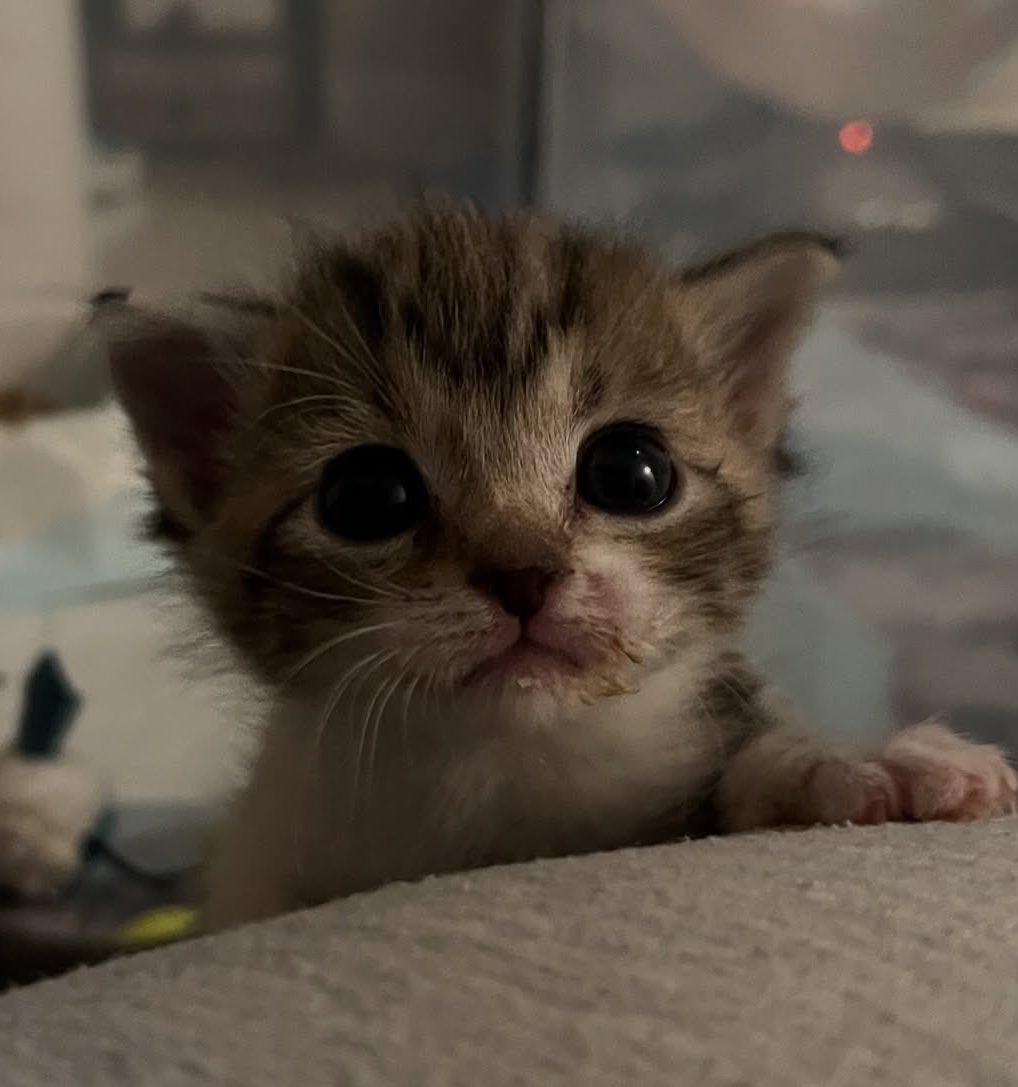 1004moolzugi's tweet image. 